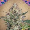 AUTO BLUEBERRY CHEESECAKE