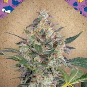 AUTO BLUEBERRY CHEESECAKE