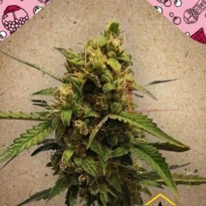 AUTO BUBBLE