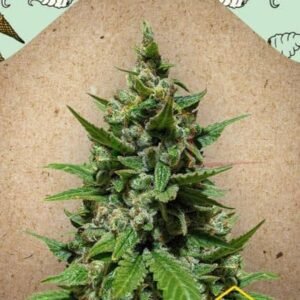 AUTO GELATO