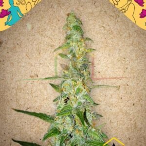 AUTO KUSH