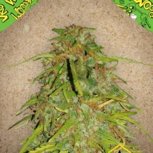 AUTO SPEED BUD