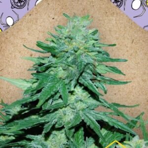 AUTO WHITE WIDOW X BIG BUD