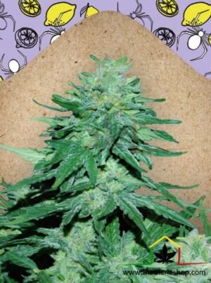 AUTO WHITE WIDOW X BIG BUD