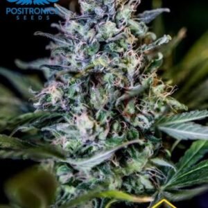 CBD + 1:20