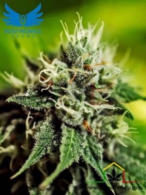 Critical #47 Auto