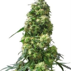 EARLY SKUNK REGULAR