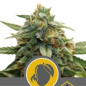 MANGO CRUNCH RÉGULIÈRE