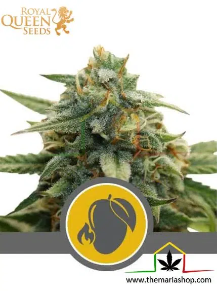 MANGO CRUNCH RÉGULIÈRE