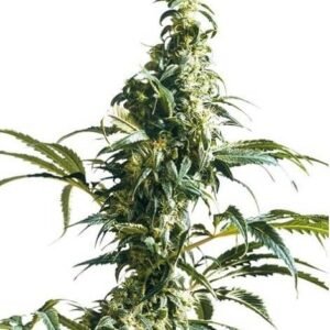 MEXICAN SATIVA - REGULAR