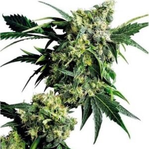 MR. NICE G13 X HASH PLANT REGULAR