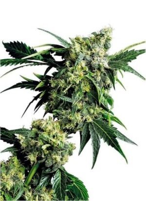 MR. NICE G13 X HASH PLANT - REGULIERE