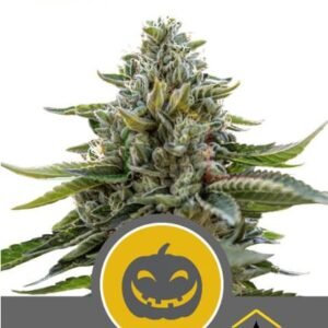 PUMPKIN KUSH RÉGULIÈRE