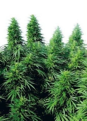 RUDERALIS SKUNK REGULAR