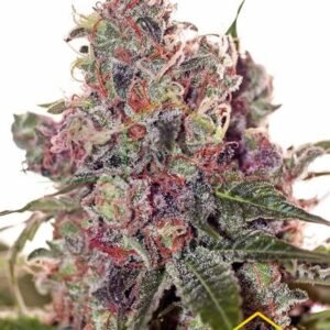GRAPEFRUIT