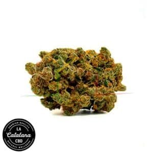 flores cbd amnesia khalifa cbd la catalana 1000x1000