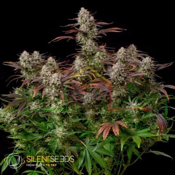 alien gas xxl auto