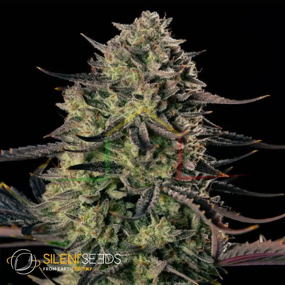 CANNABIS×Barbudos×yasuhide ono3点セット CANNABIS×Barbudos×yasuhide ono3点セット CANNABIS×Barbudos