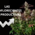 Las variedades autoflorecientes más productivas