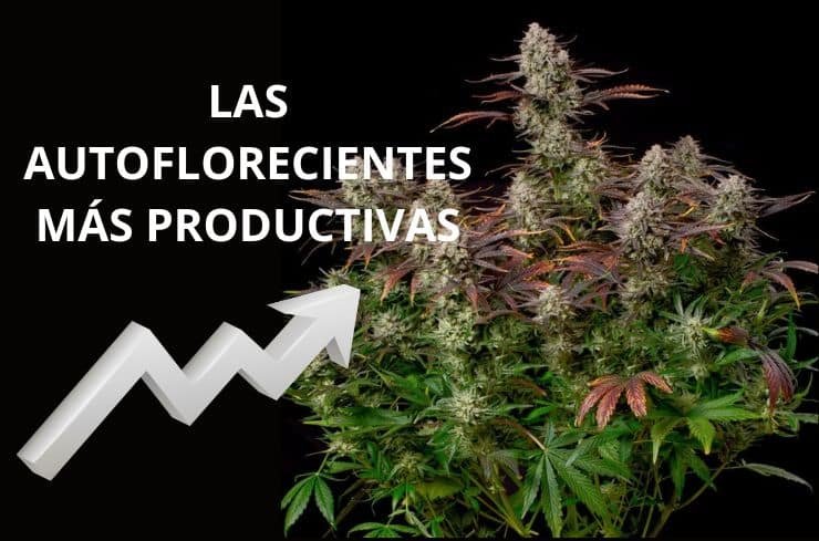 Las variedades autoflorecientes más productivas
