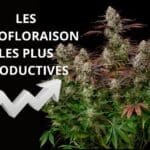 Les variétés autofloraison les plus productives