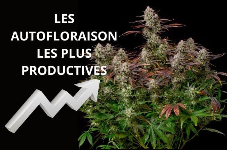 Les variétés autofloraison les plus productives