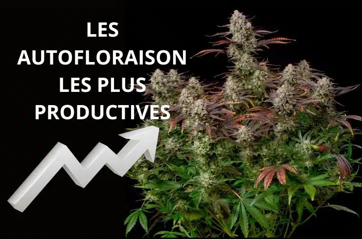 Les variétés autofloraison les plus productives