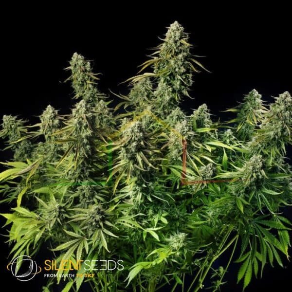 Mag dawg xxl auto, variedad muy productiva