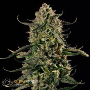 MAC Dawg XXL AUTO silent seeds