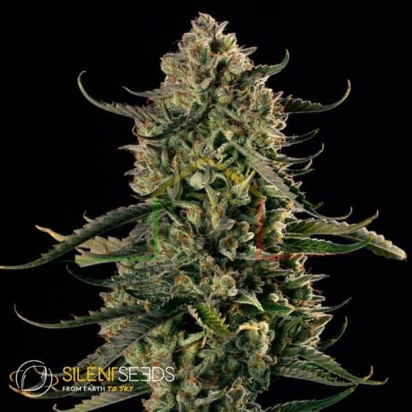 MAC Dawg XXL AUTO silent seeds