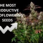 The most productive autoflowering seeds