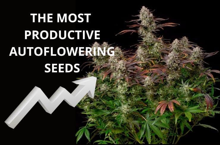 The most productive autoflowering seeds