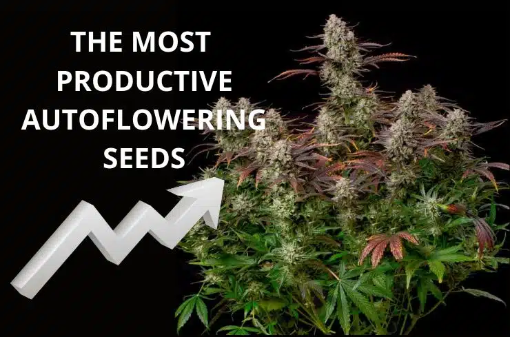 The most productive autoflowering seeds