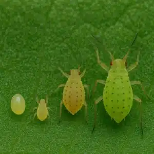 Fases pulgón