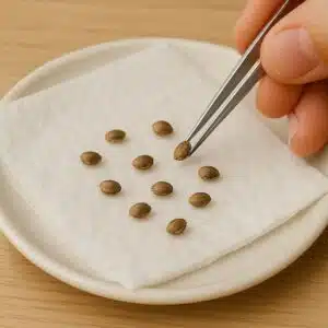 Germinación semillas de marihuana paso 2