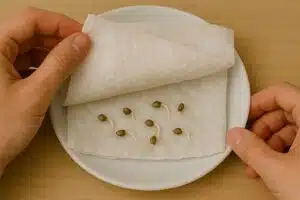 Germinación semillas de marihuana paso 5