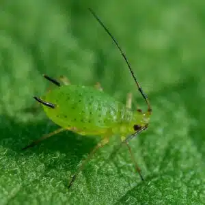 Pulgón en cannabis