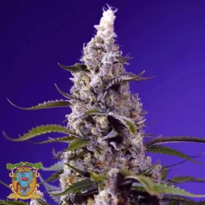 banana cream cake XL auto sweet seeds