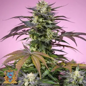 Gelonade Sweet seeds