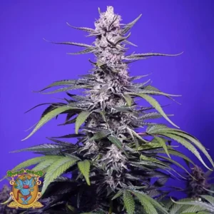 permanent marker xl auto sweet seeds