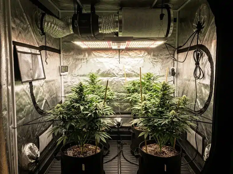 Intérieur d'une chambre de culture complète LED avec lampe LED horticole, extracteur et filtre à charbon