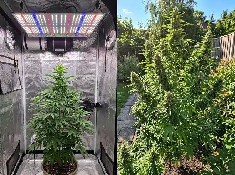 Plants de cannabis fertilisés en culture intérieure et en extérieur