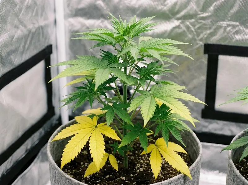Feuilles du bas qui jaunissent sur un plant de cannabis en croissance