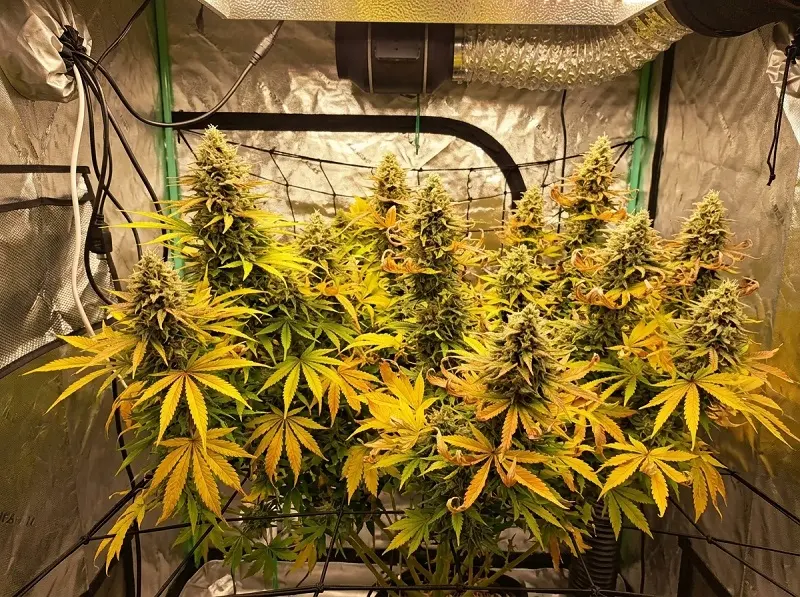 Grandes feuilles jaunes sur un plant de cannabis en fin de floraison