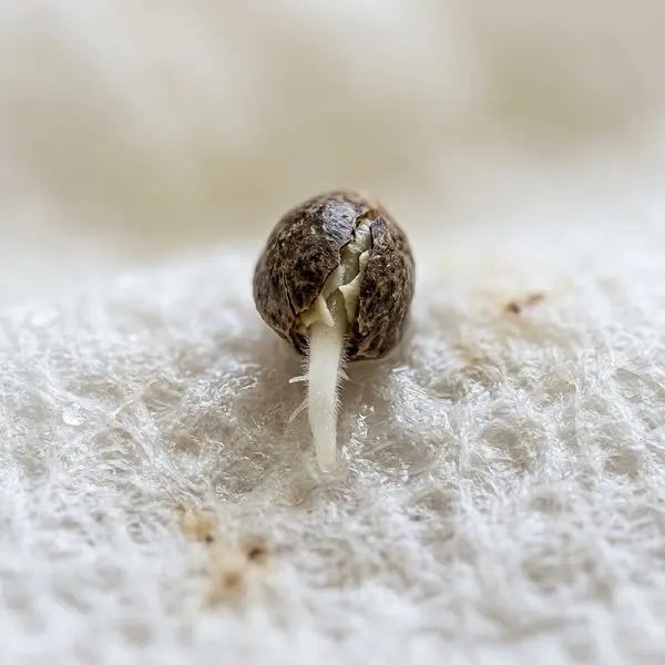 Graine de cannabis en germination avec sa première racine