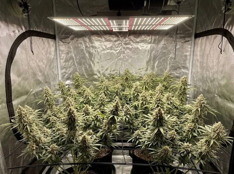 Lampe LED horticole éclairant des plants de cannabis en floraison