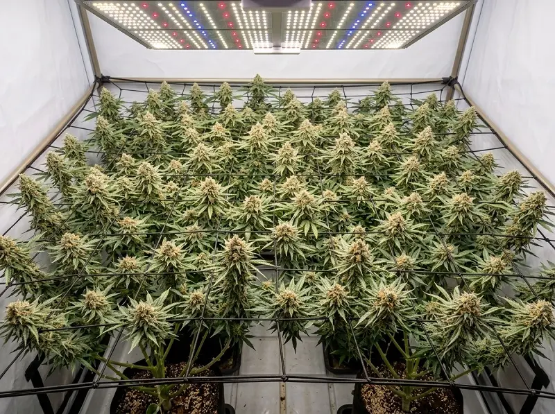 Palissage en SCROG pour obtenir une canopée uniforme et des têtes plus grosses