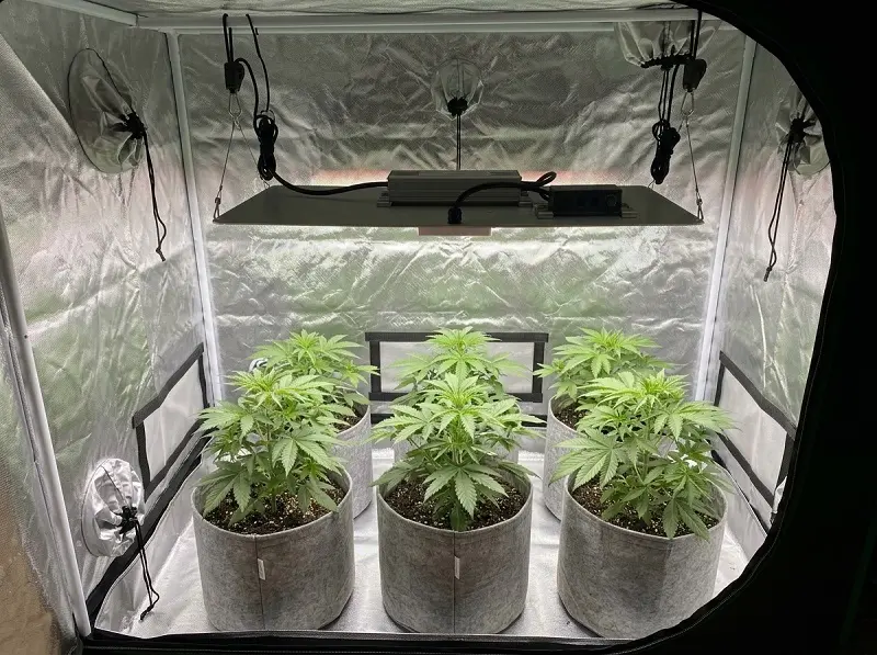 Panneau LED horticole full spectrum installé dans une box de culture indoor