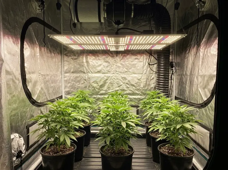 Lampe LED horticole adaptée à la surface d'une box de culture indoor