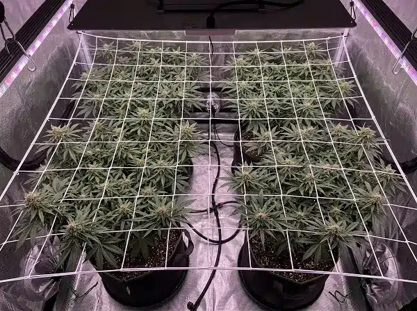 Filet ScrOG tendu au-dessus de plantes de cannabis dans une tente de culture